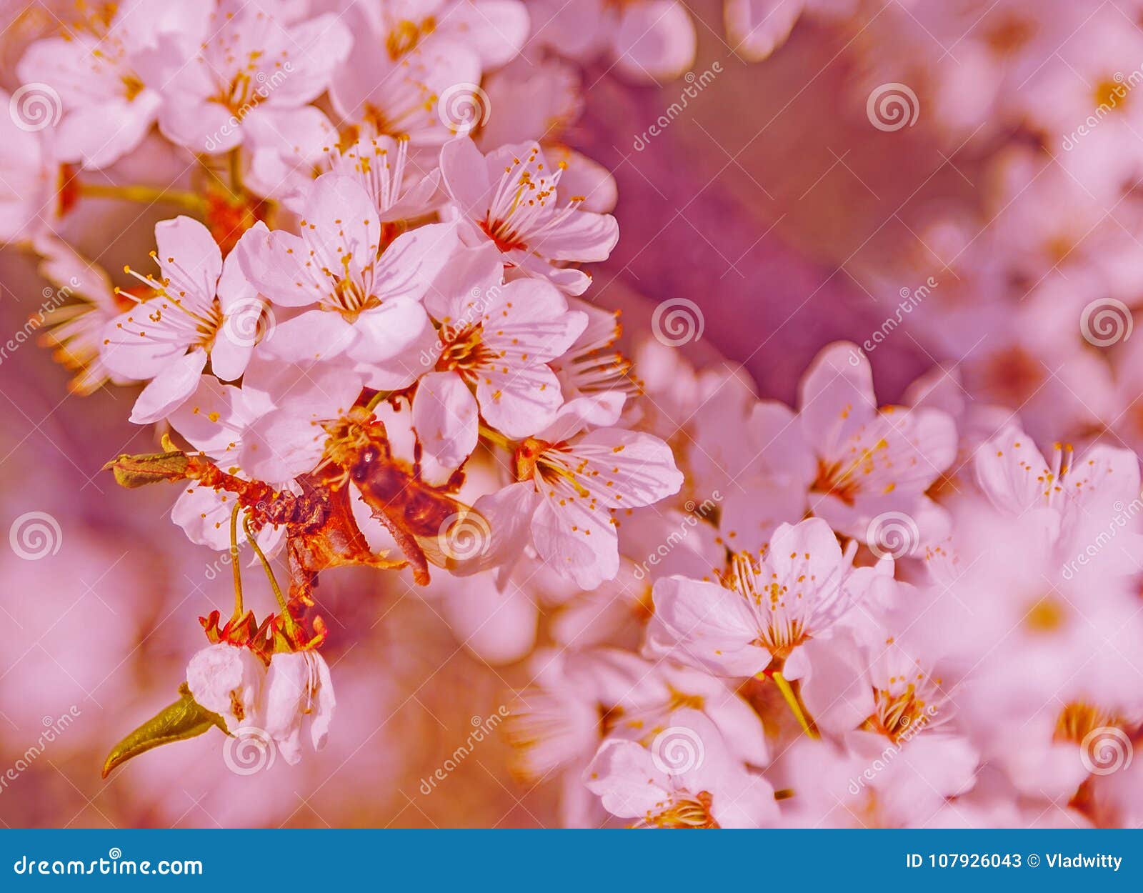 Ape Di Cherry Blossom Honey Della Primavera Immagine Stock Immagine