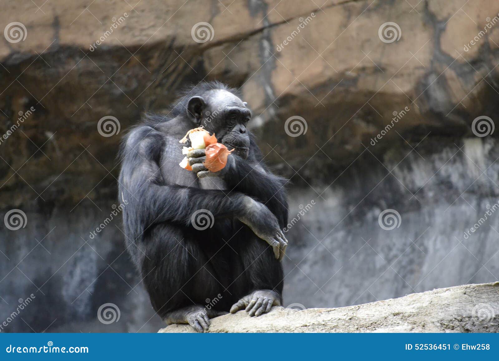 Ape Eating Onion stock image. Image of eating, animals 52536451