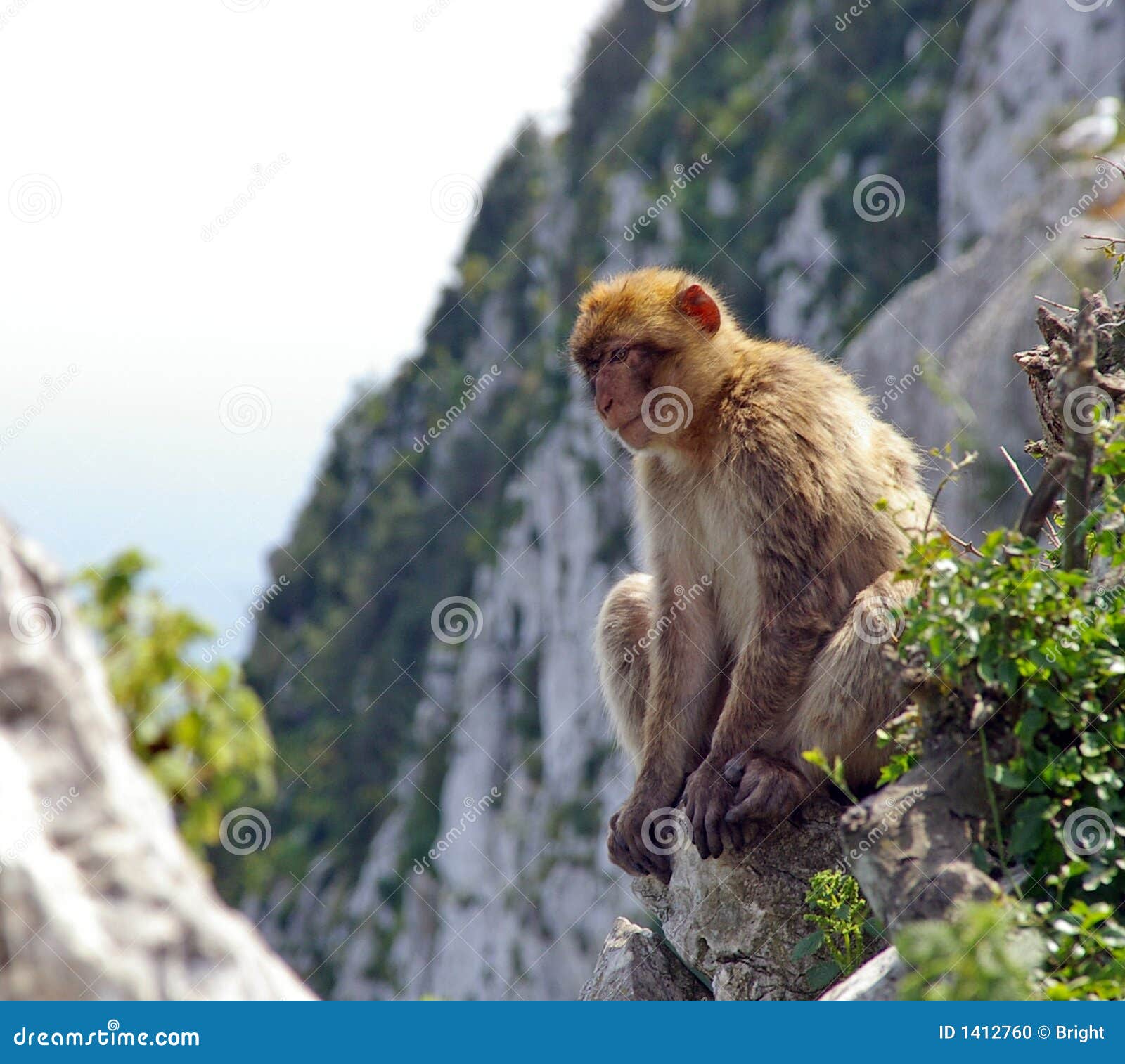 ape of gibraltar