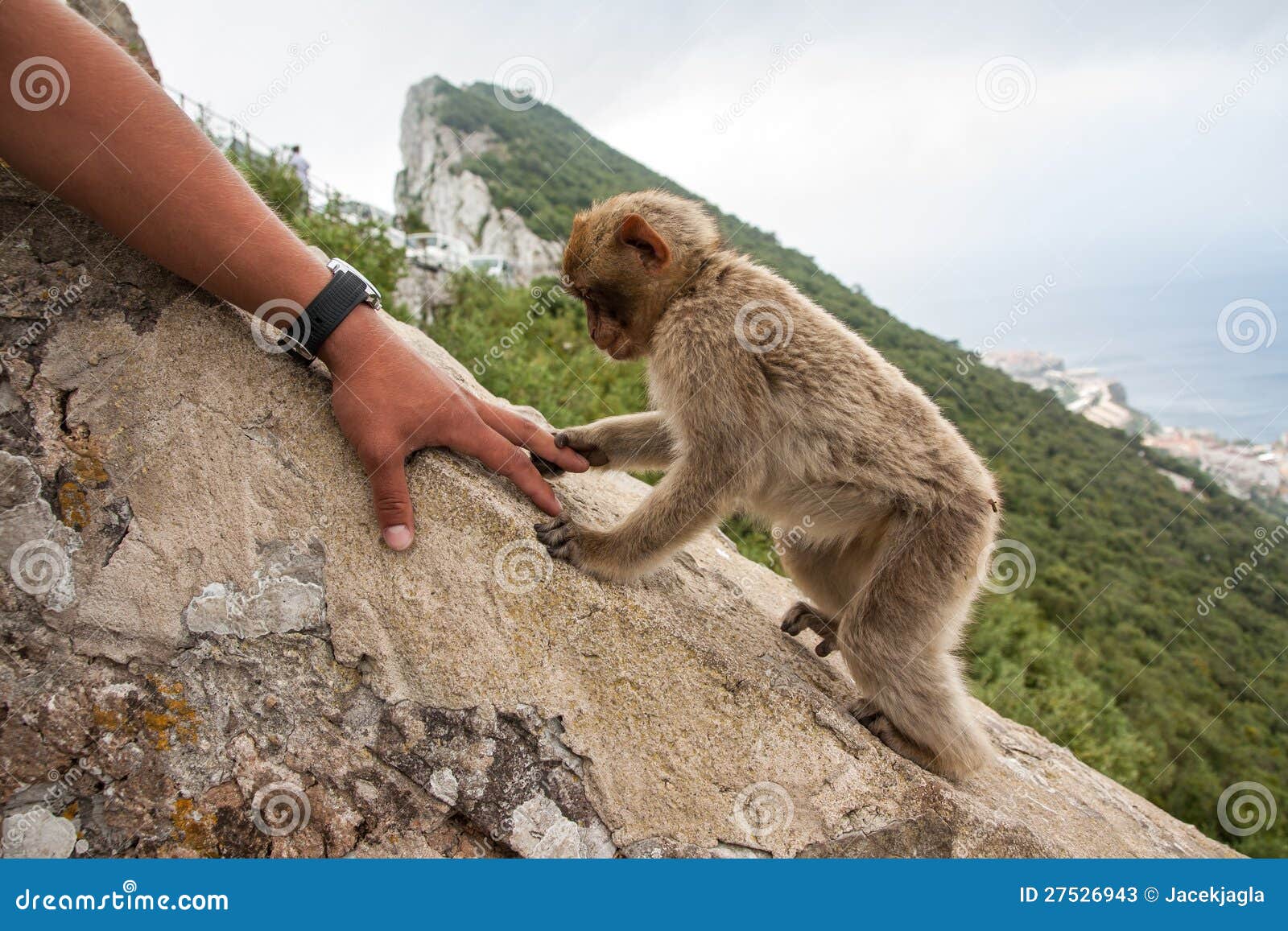 ape of gibraltar