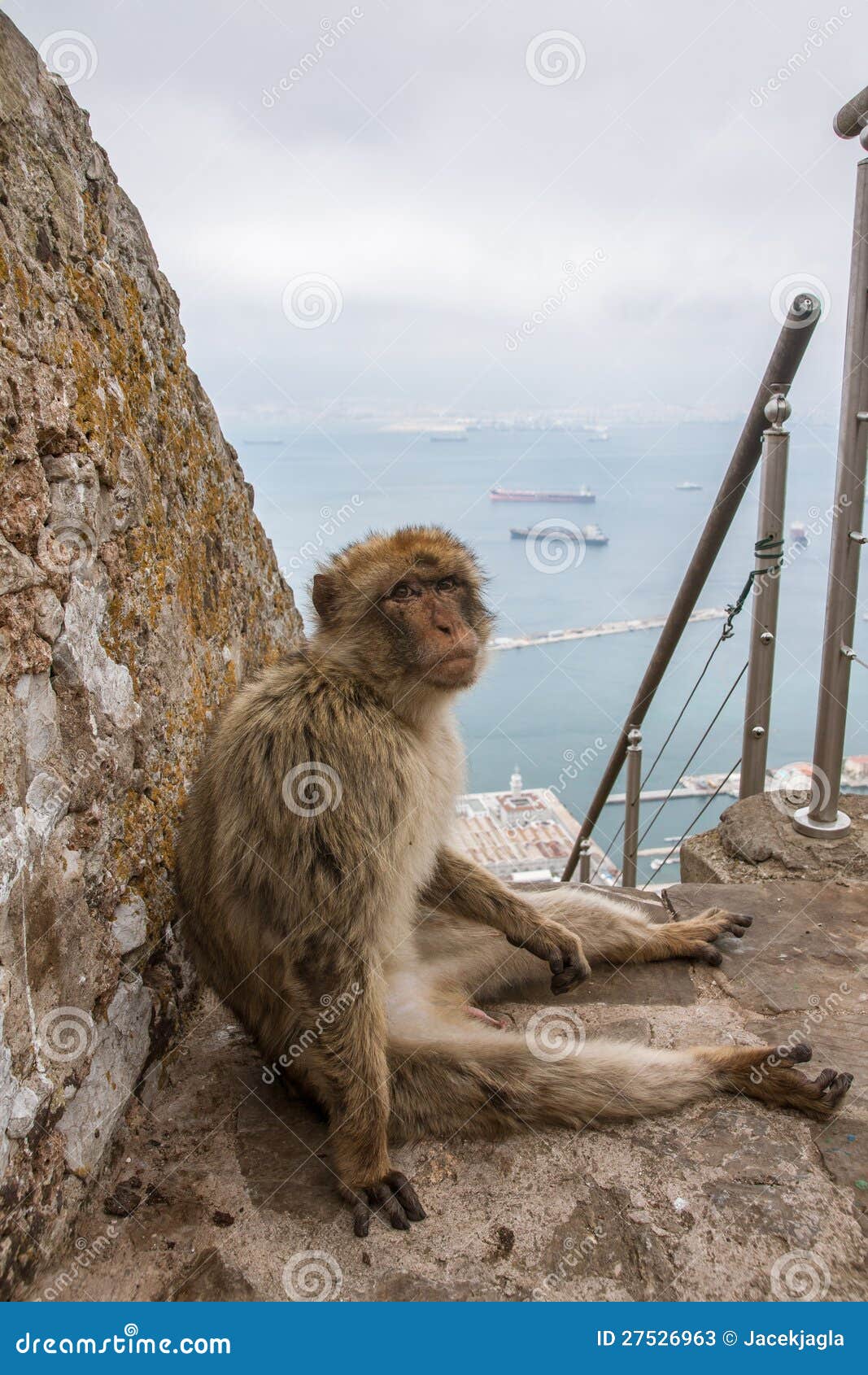 ape of gibraltar