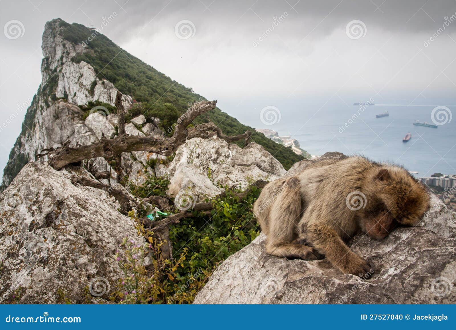 ape of gibraltar