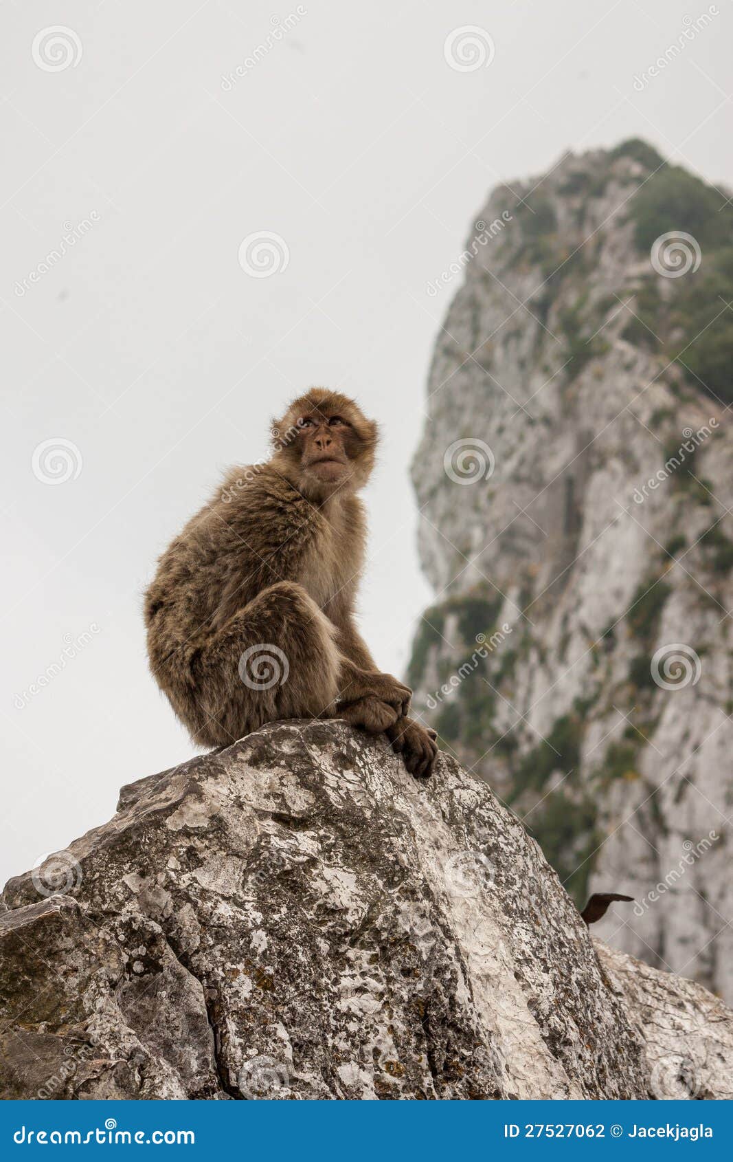 ape of gibraltar