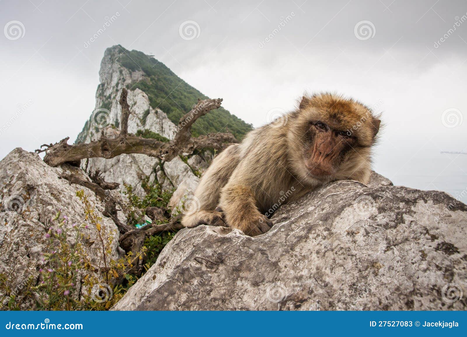 ape of gibraltar