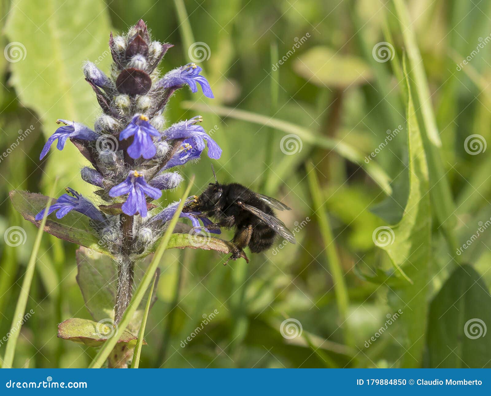 ape succhia il polline da un fiore viola