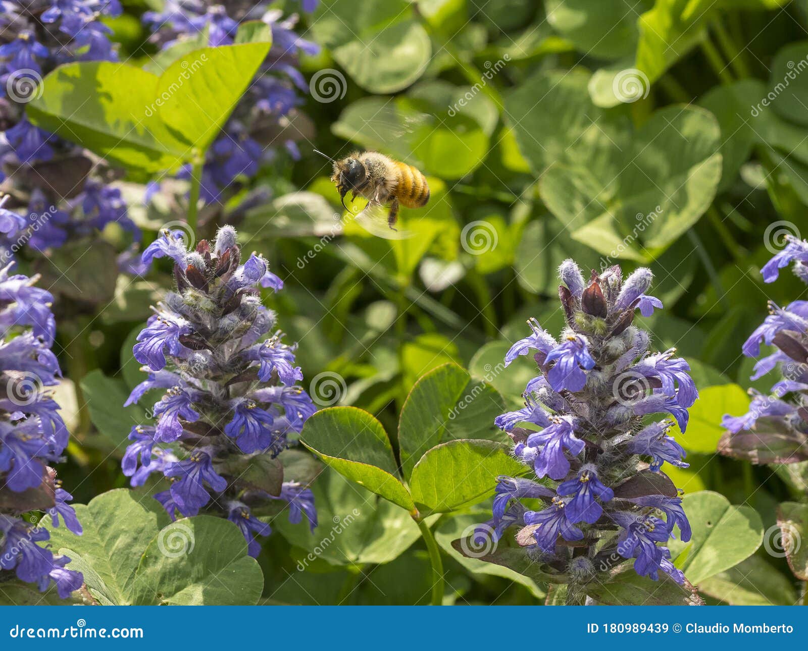 ape in volo tra dei fiori viola per la raccolta del polline