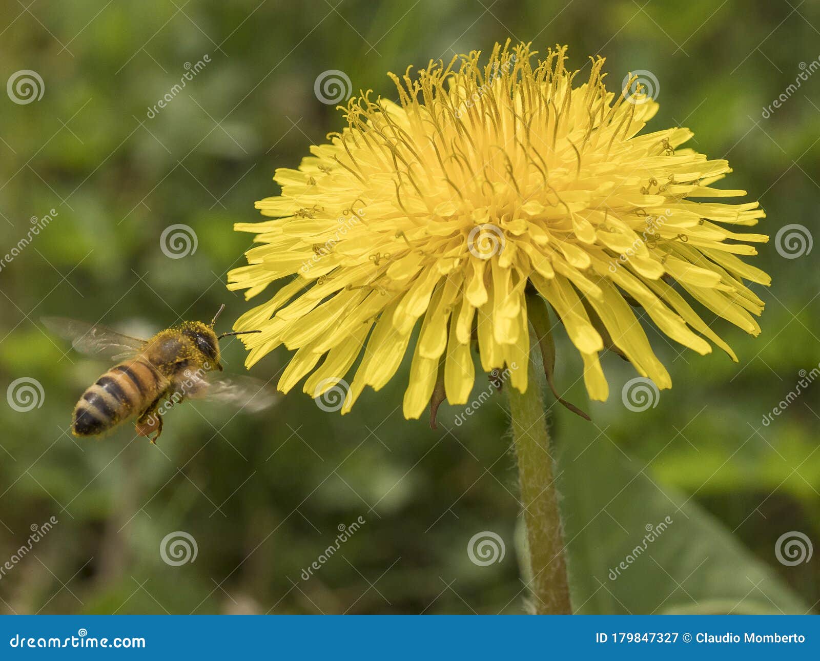 ape in volo verso un fiore di tarassaco