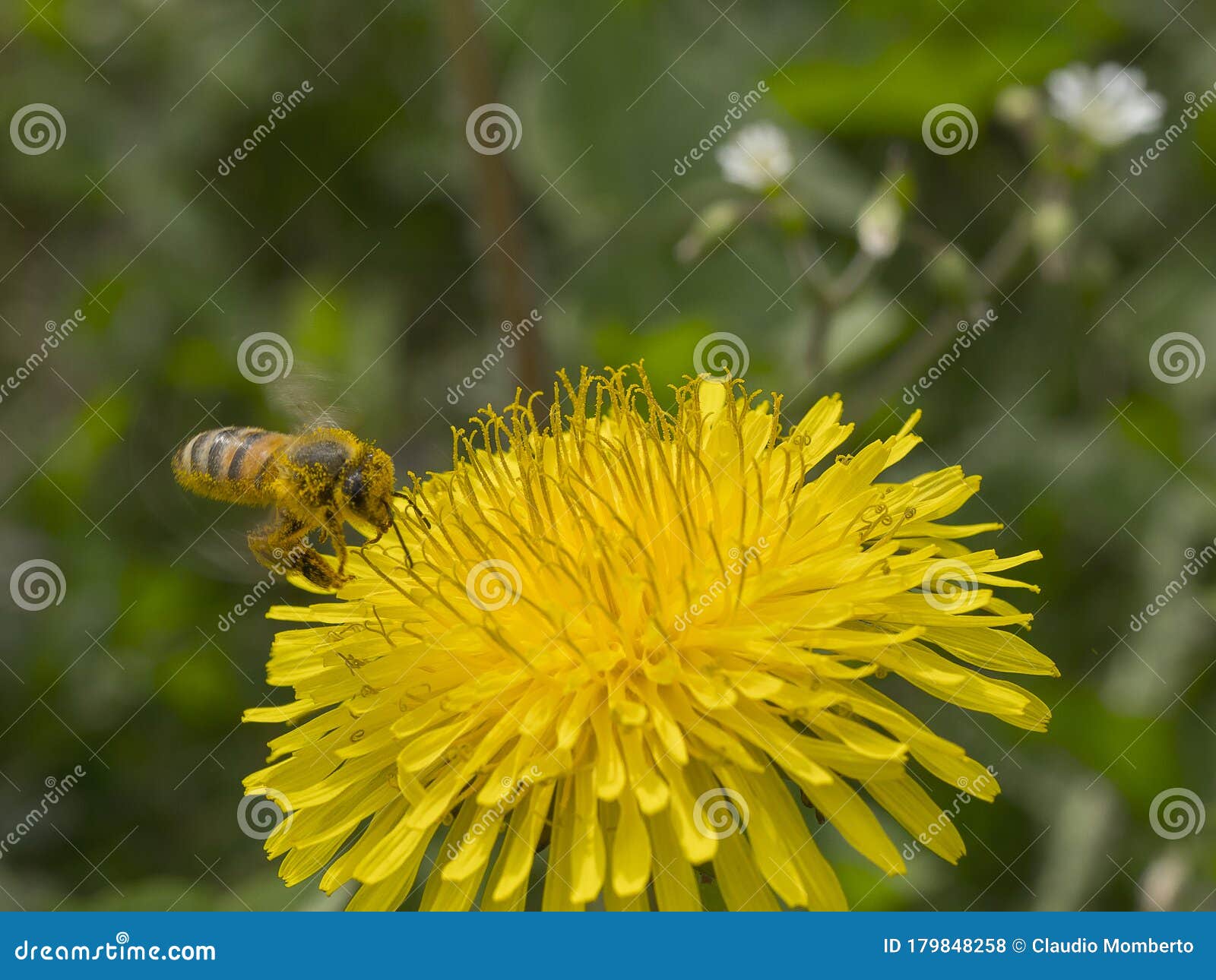 ape in volo verso un fiore di tarassaco