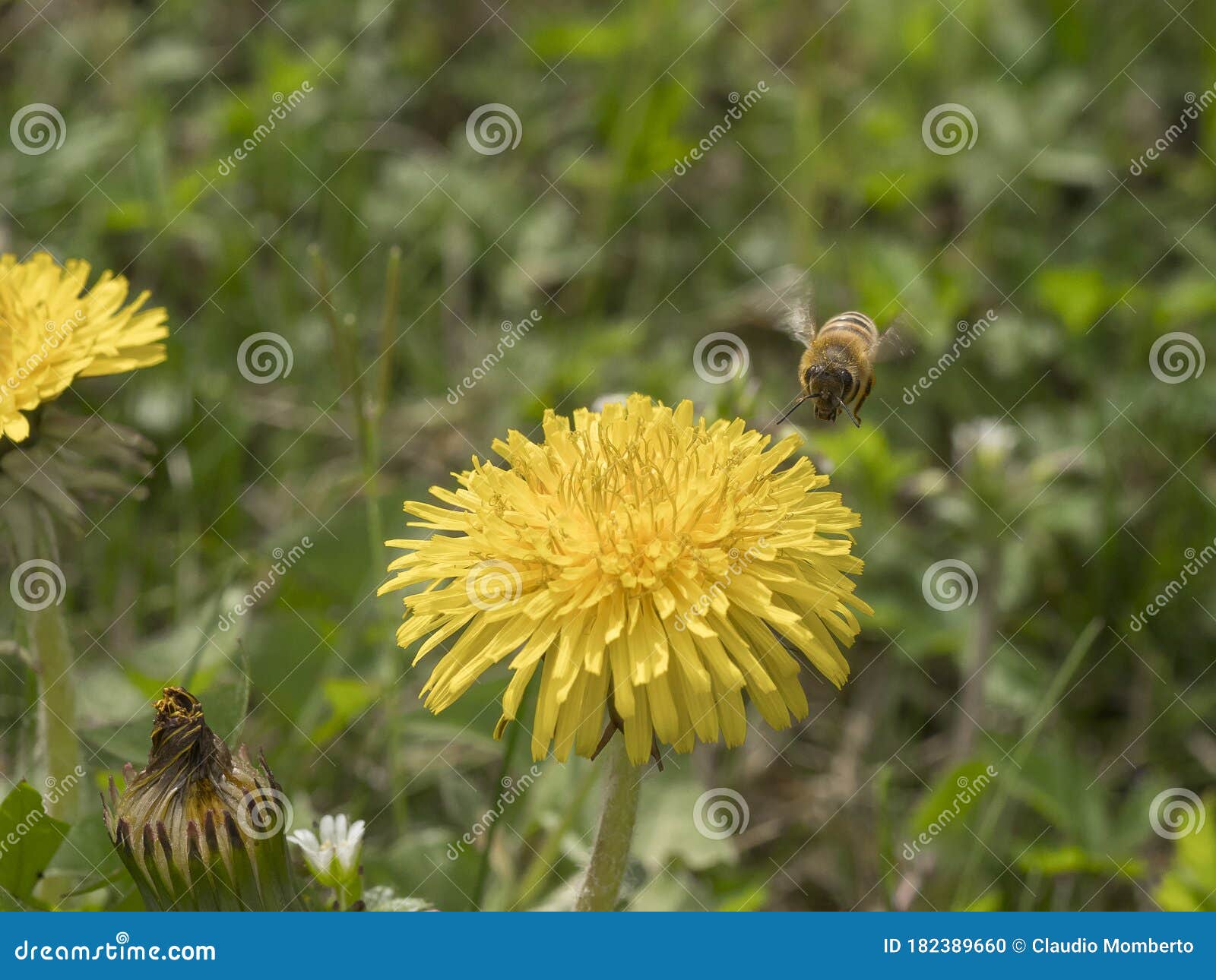 ape in volo verso un fiore di tarassaco per la raccolta del polline