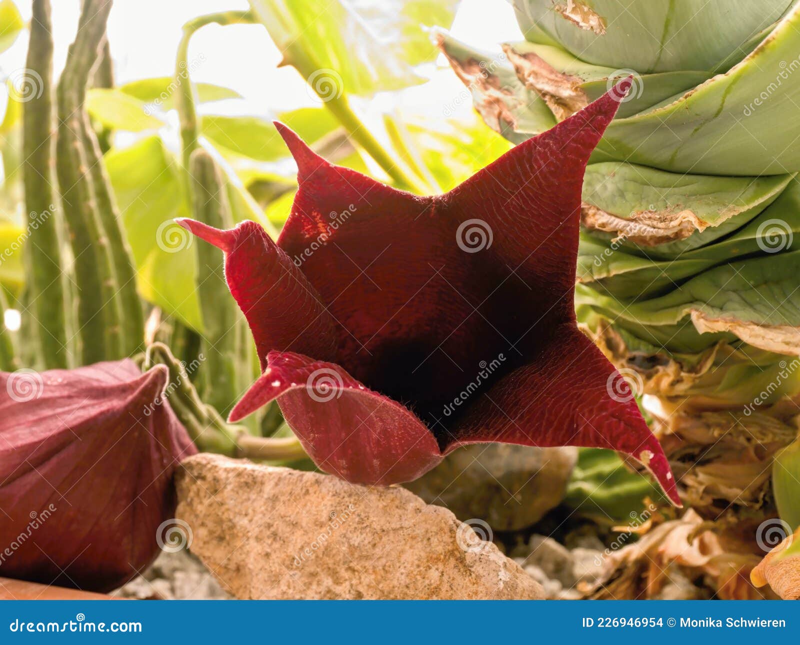 Apenas Abrindo Flor De Um Cacto De Flor Da Estíbia Gigantea Foto de Stock -  Imagem de aberto, alcance: 226946954