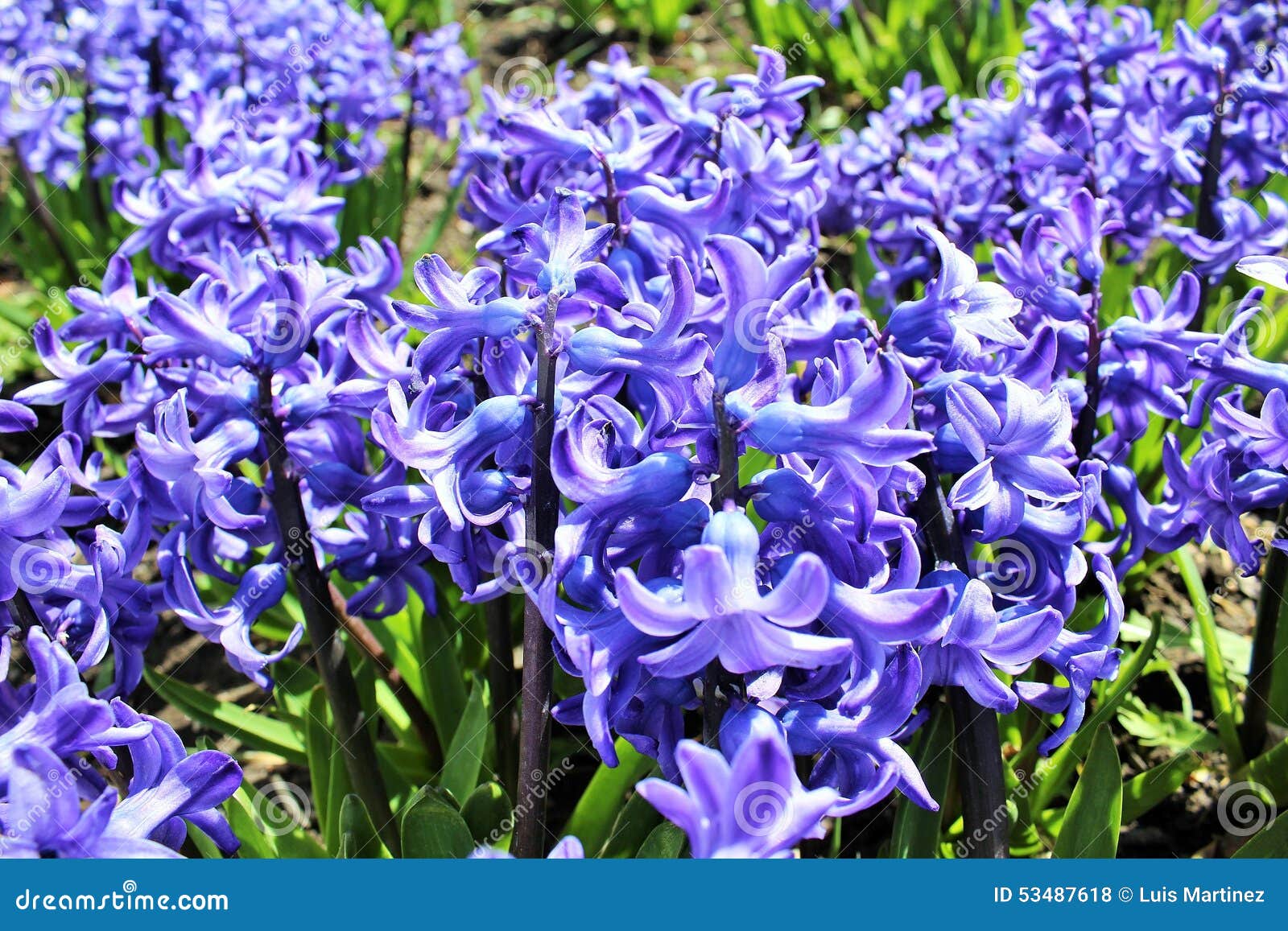 Apenas llovido encendido. Flores púrpuras de la primavera que toman el sol en el sol