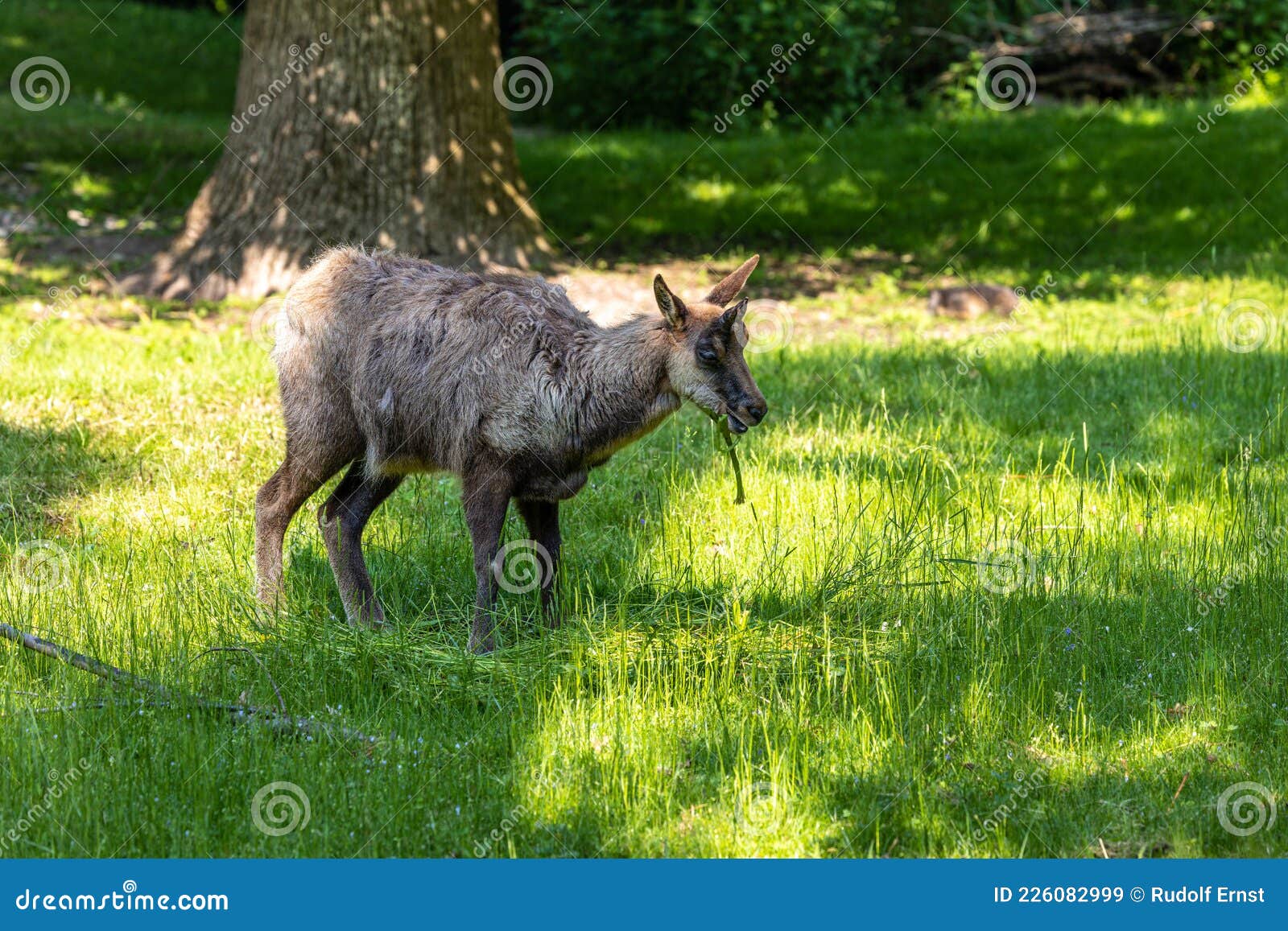 Apennine Chamois, Rupicapra Pyrenaica Ornata, is Living in Italy and Spain Stock Image - Image of horn, cantabrian: 226082999 Apennine Chamois, Rupicapra Pyrenaica Ornata, is Living in Italy and Spain Stock Image - Image of horn, cantabrian: 226082999