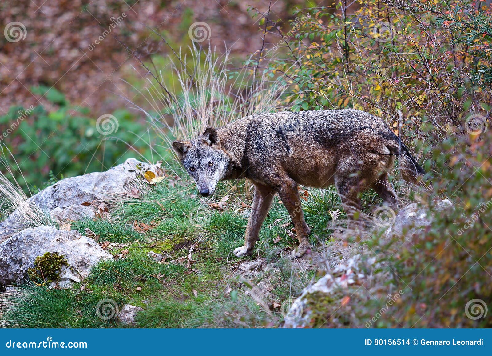 apennine wolf, canis lupus italicus