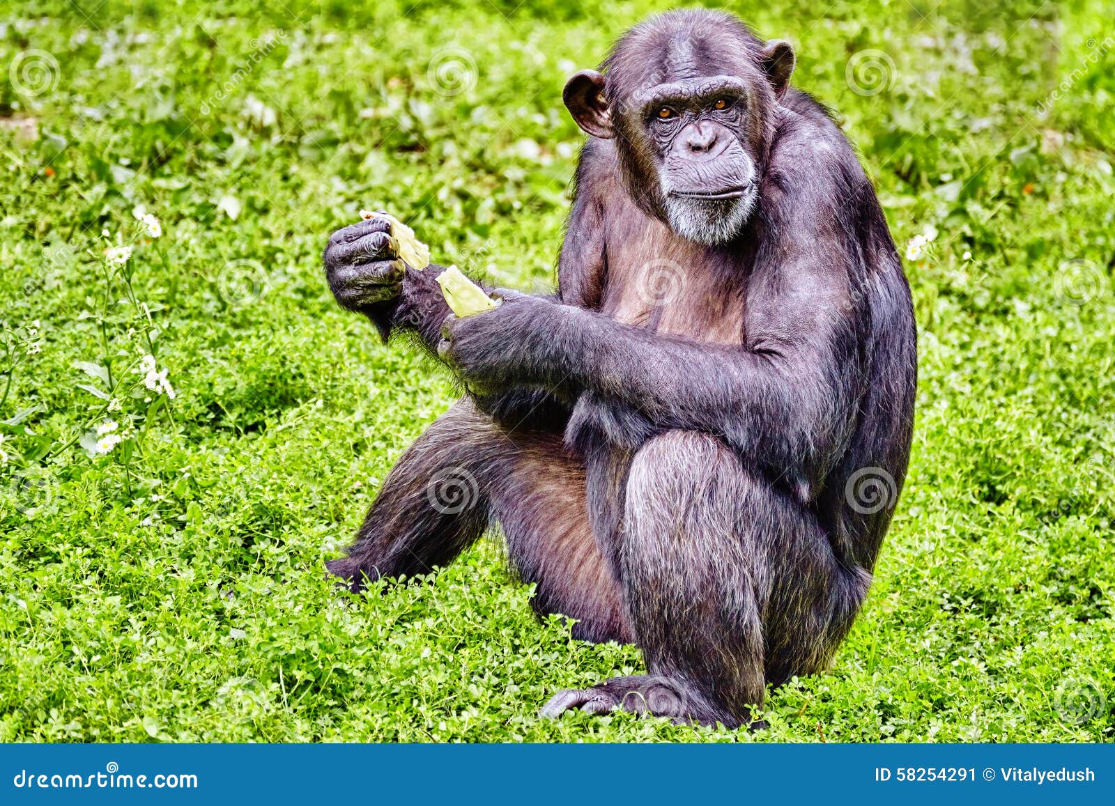 are chimpanzee monkey or apes are chimpanzee monkey or apes