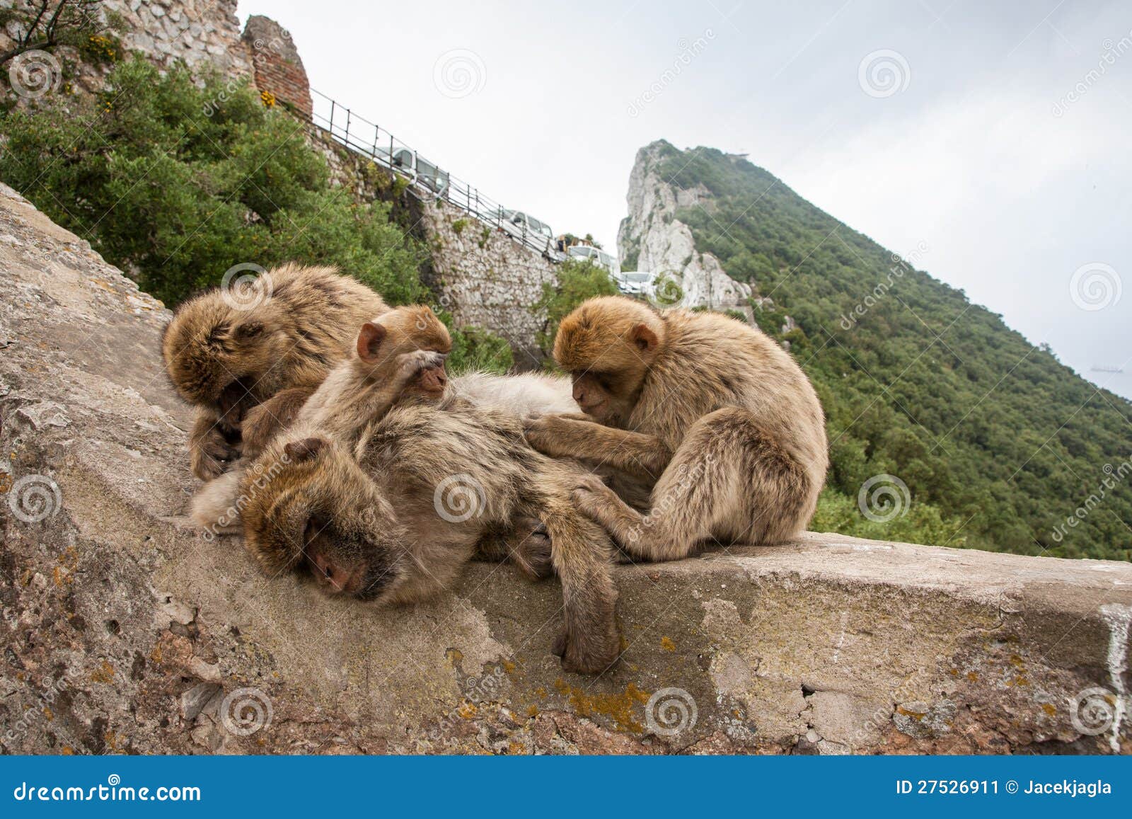 apes of gibraltar