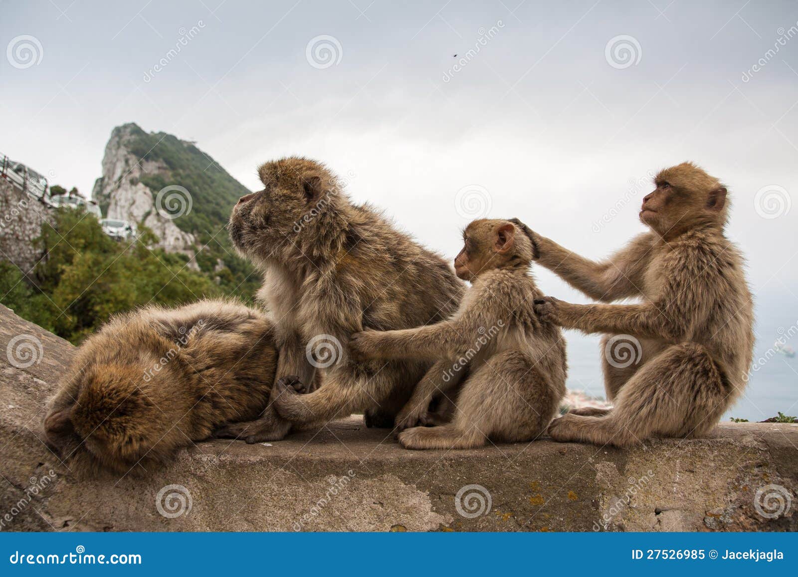 apes of gibraltar