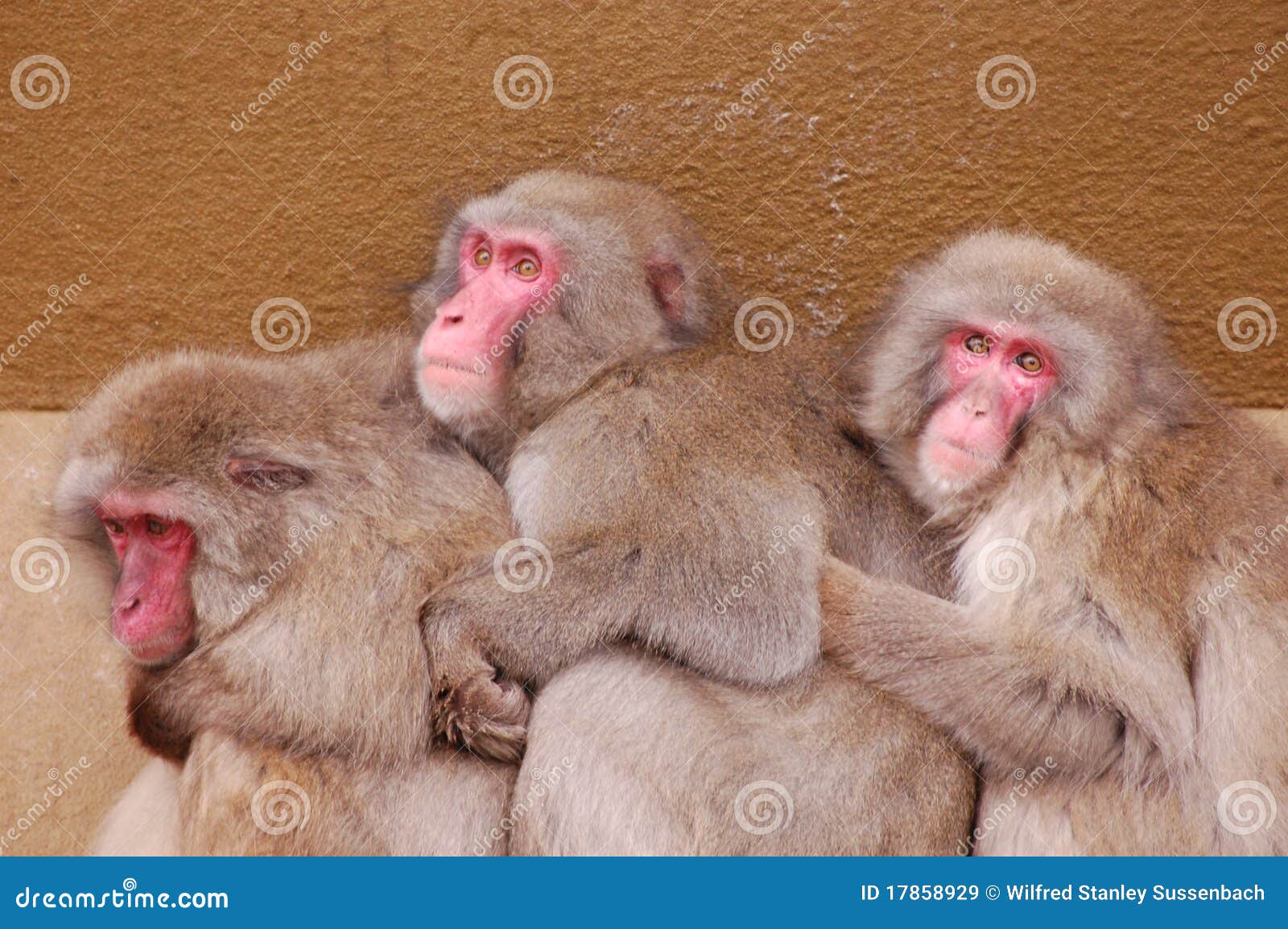 apes holding eachother