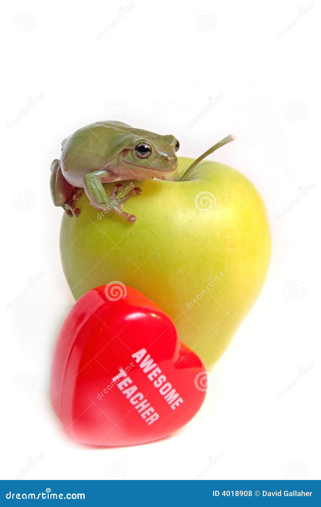 Apfel Und Frosch Des Lehrers Stockfoto - Bild von früchte, tier: 4018908