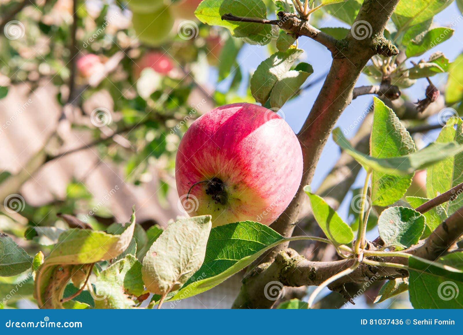 Apfelbaum Mit Roten Äpfeln Der Apfelbaum Im Garten Sommergartenfrüchte