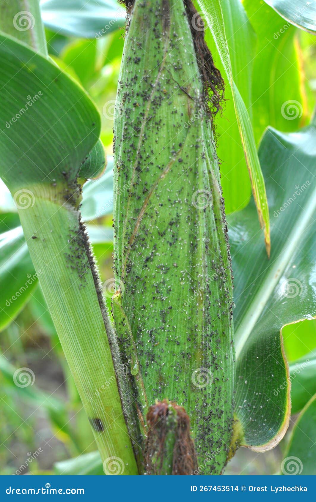 Aphid on a corn cob stock photo. Image of macro, leaf 267453514