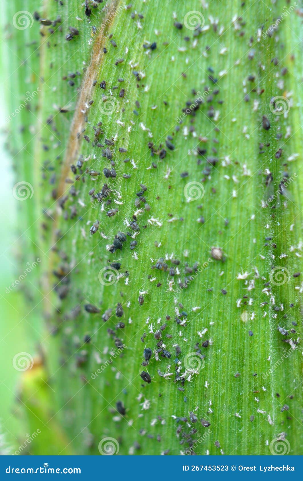 Aphid on a corn cob stock image. Image of critters, detail 267453523