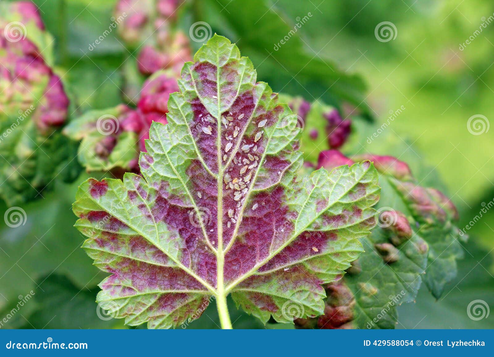 25,198 Currant Leaves Stock Photos - Free & Royalty-Free Stock Photos from  Dreamstime