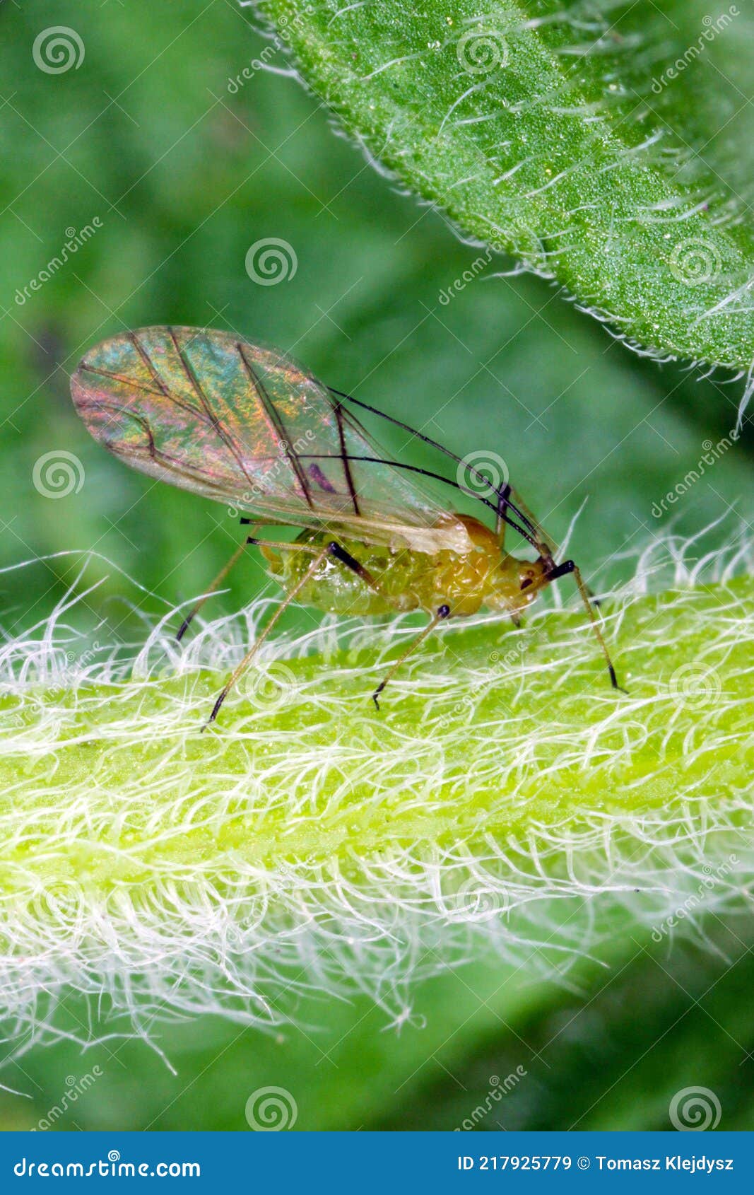 Aphid on Mint Leaf. it is an Aphid in the Superfamily Aphidoidea in the