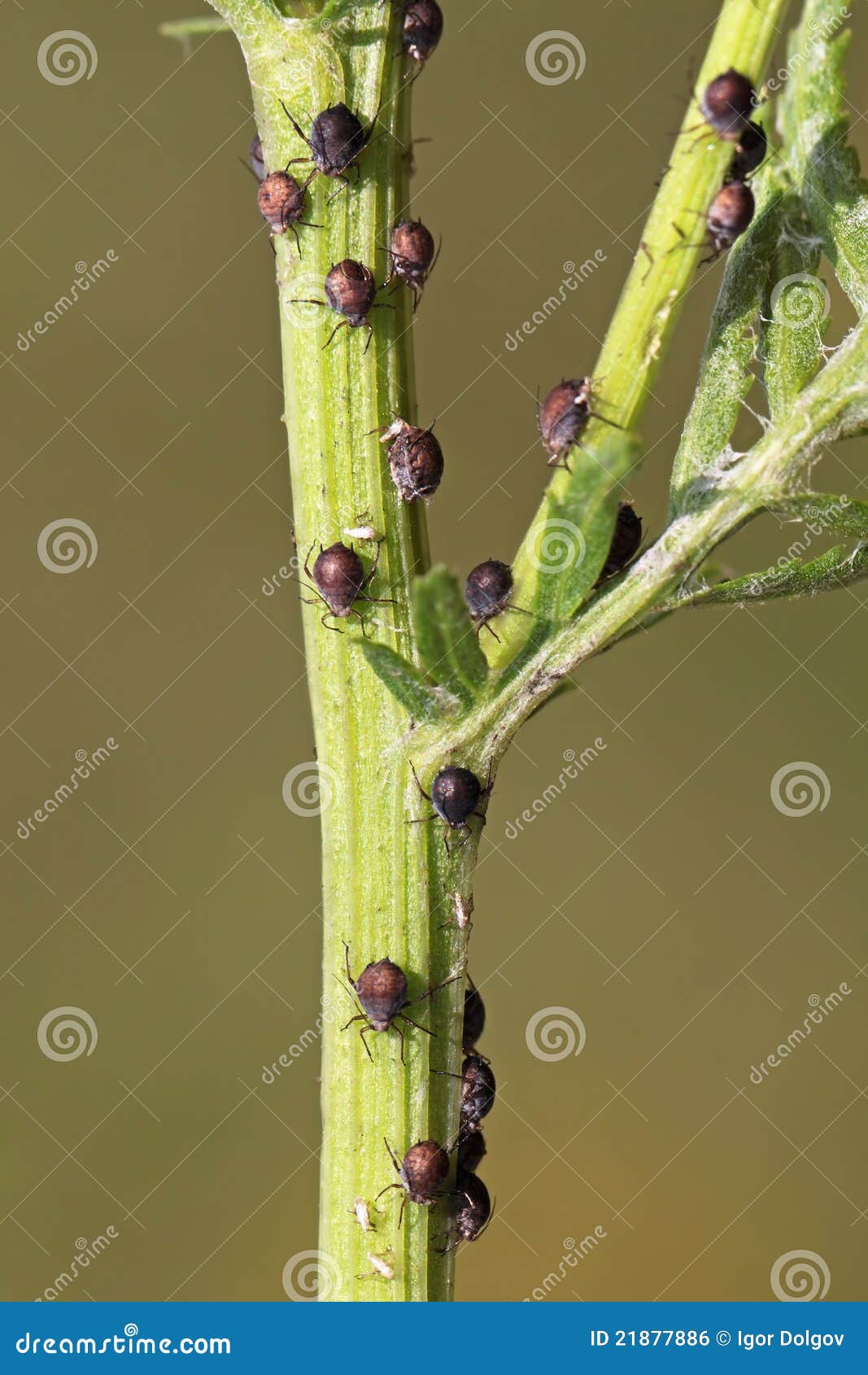 Aphids. Stem för aphidaphidoideabrown