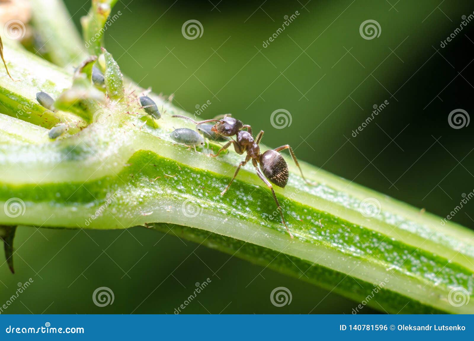 Aphids and Ants Relationship Stock Photo Image of carpenter, antenna