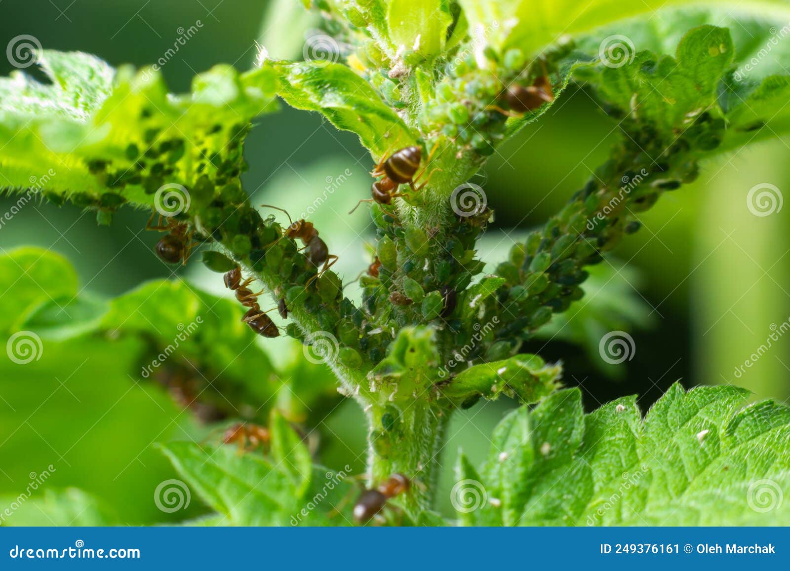 Aphids Curled Foliage, Close Up Leaf Curled on Cherry Tree, Prunus Sp
