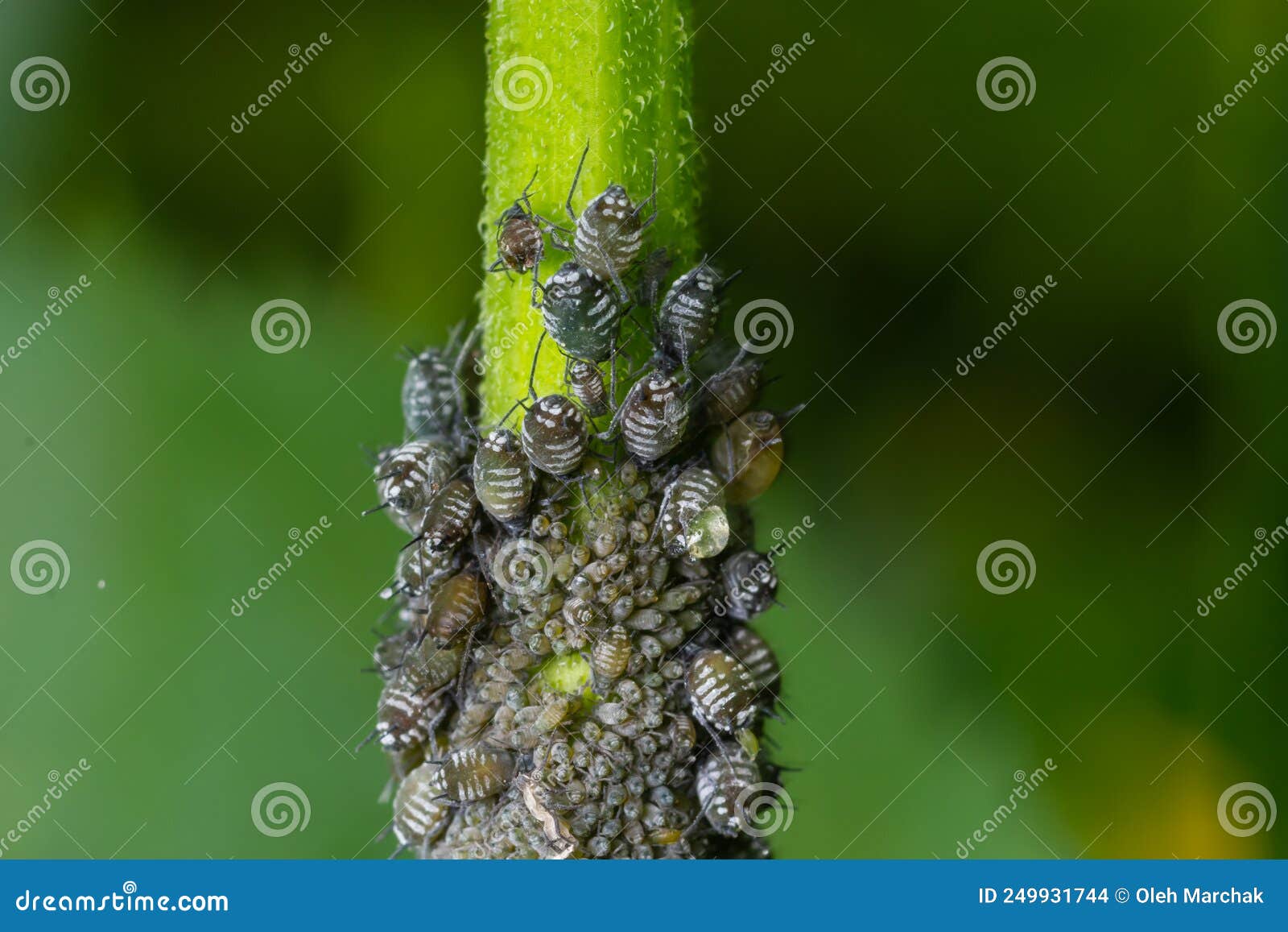 Aphids Curled Foliage, Close Up Leaf Curled on Cherry Tree, Prunus Sp