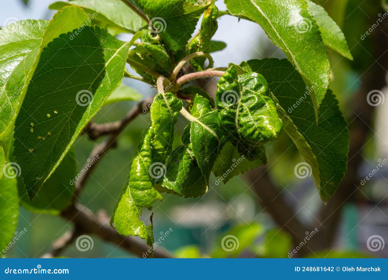 Aphids Curled Foliage, Close Up Leaf Curled on Cherry Tree, Prunus Sp