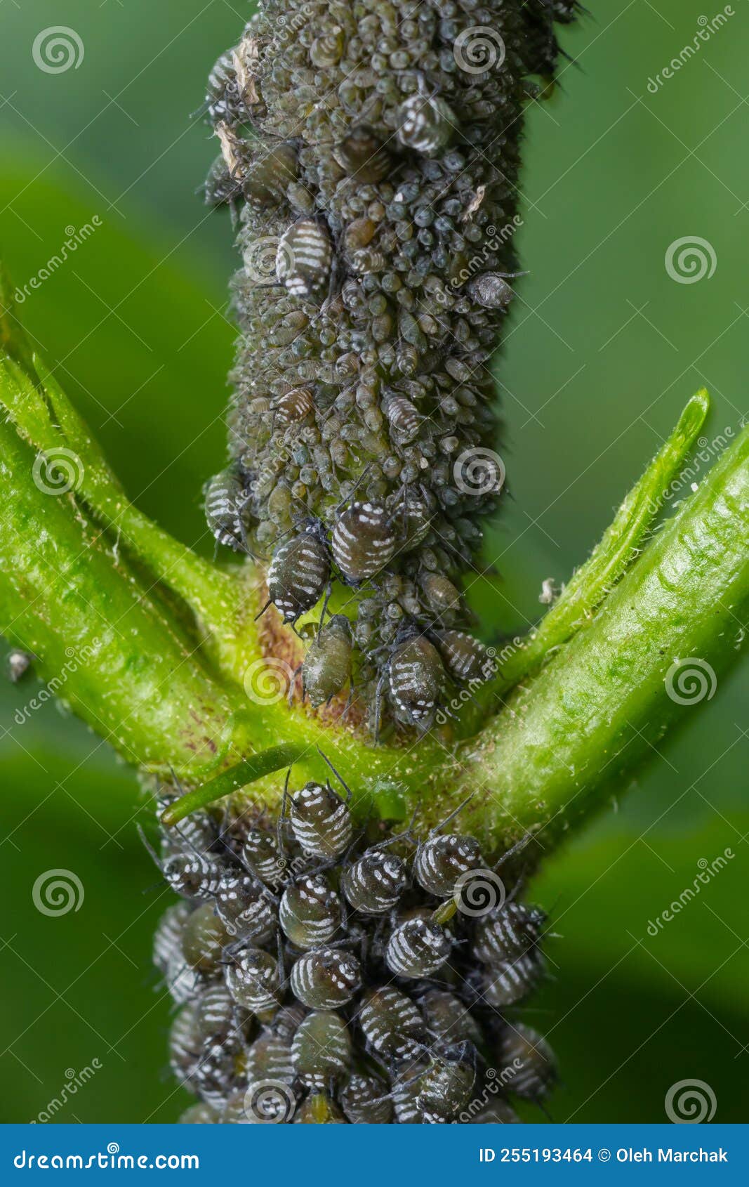 Aphids Curled Foliage, Close Up Leaf Curled on Cherry Tree, Prunus Sp