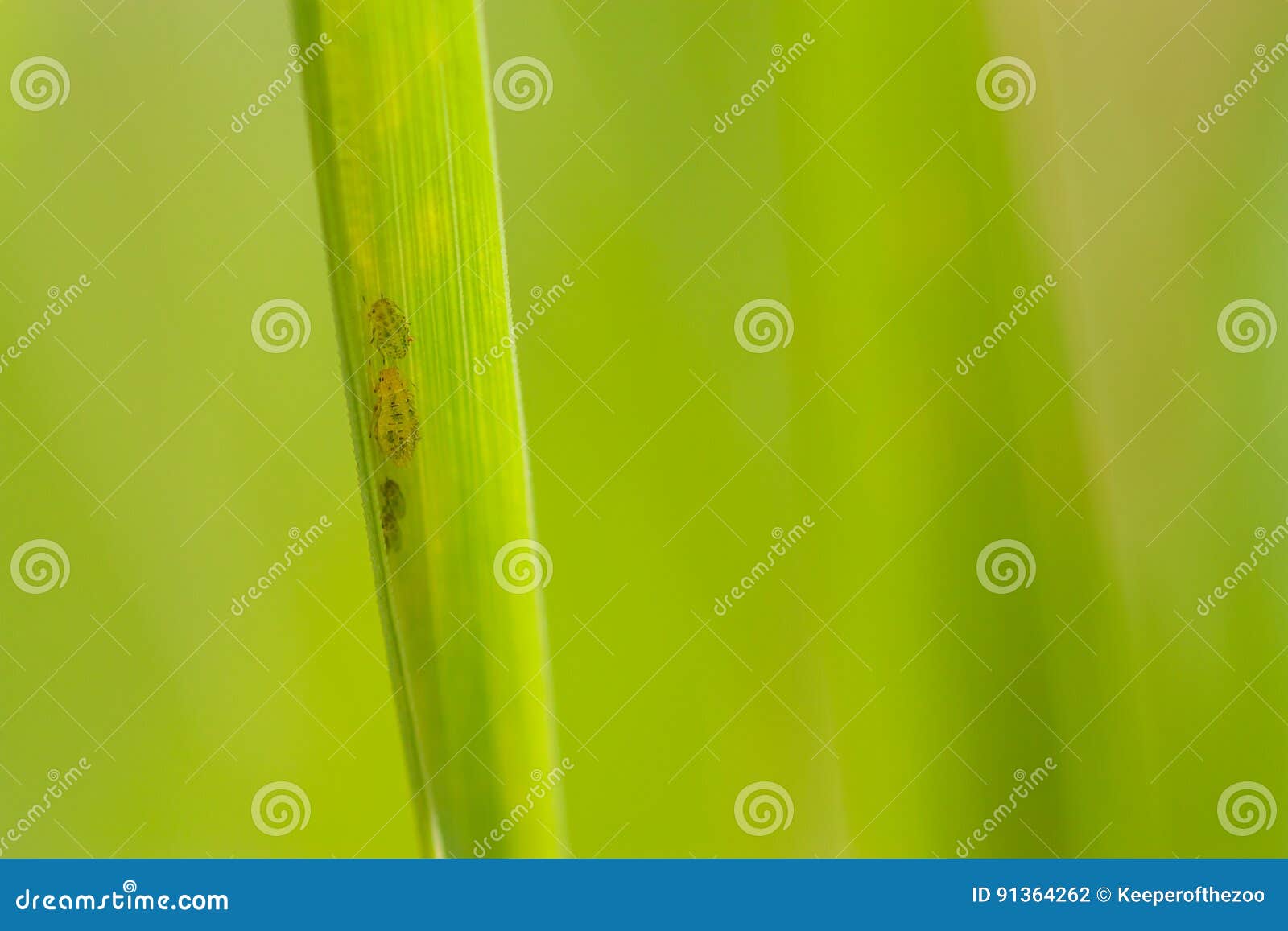 Aphids on Grass Blade stock photo. Image of canada, insecta 91364262