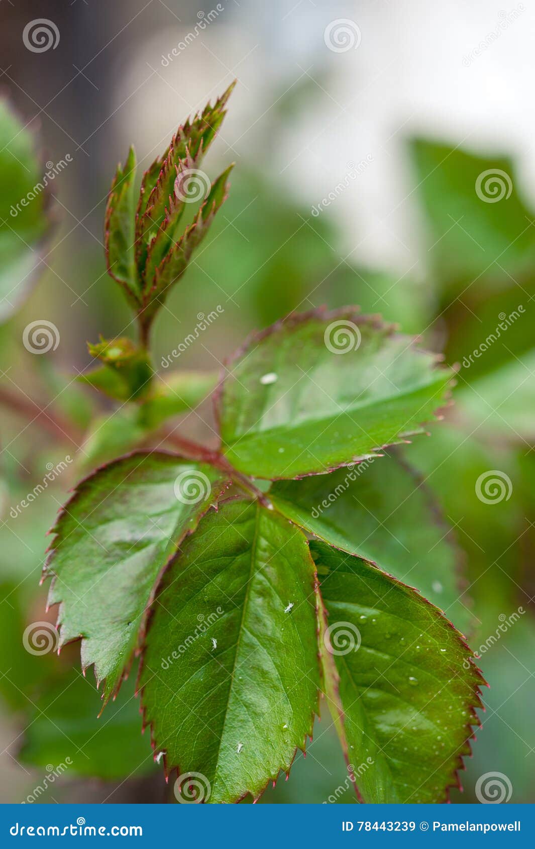 Aphids on rose leaves stock image. Image of fresh, insects 78443239