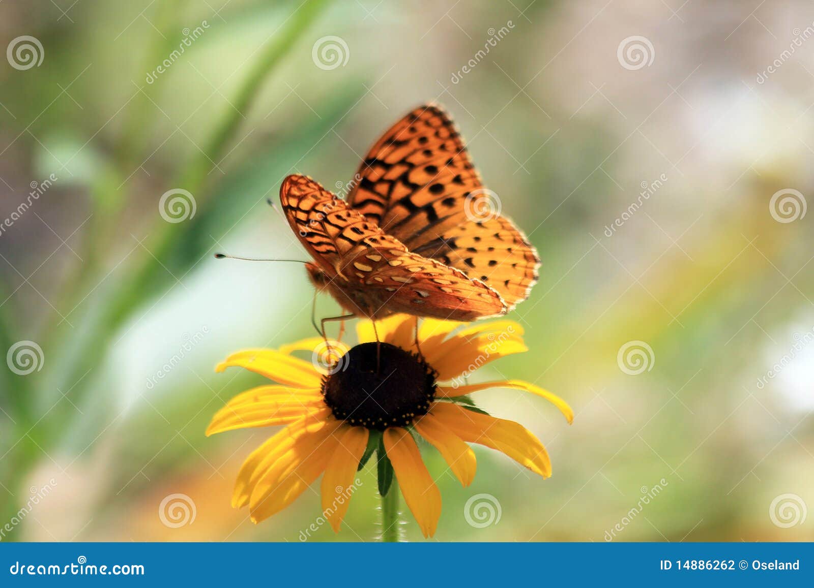 aphrodite fritillary butterfly