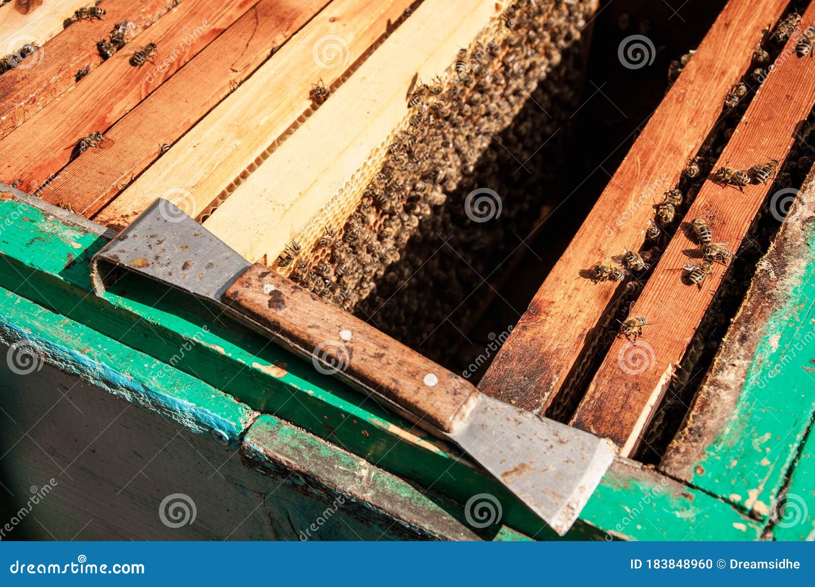 Apiary. Beekeeper Equipment on Hive Stock Photo Image of green, life