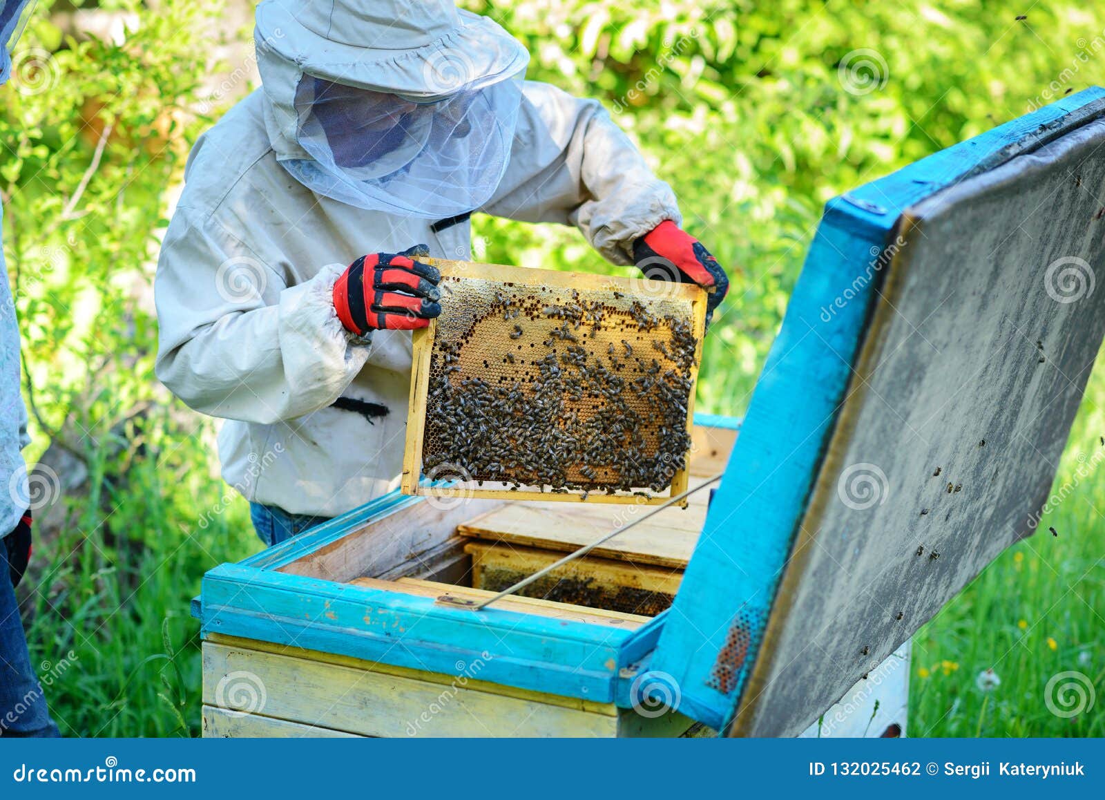 Apiary. the Beekeeper Works with Bees Near the Hives Stock Photo