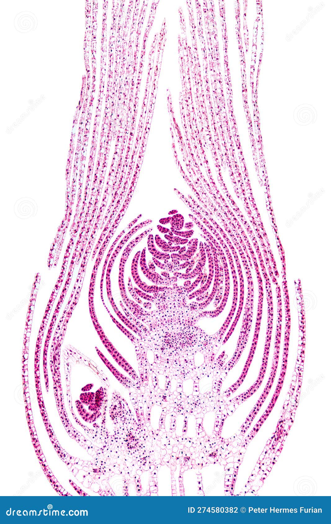 apical bud of an aquatic plant, longitudinal section, 20x light micrograph