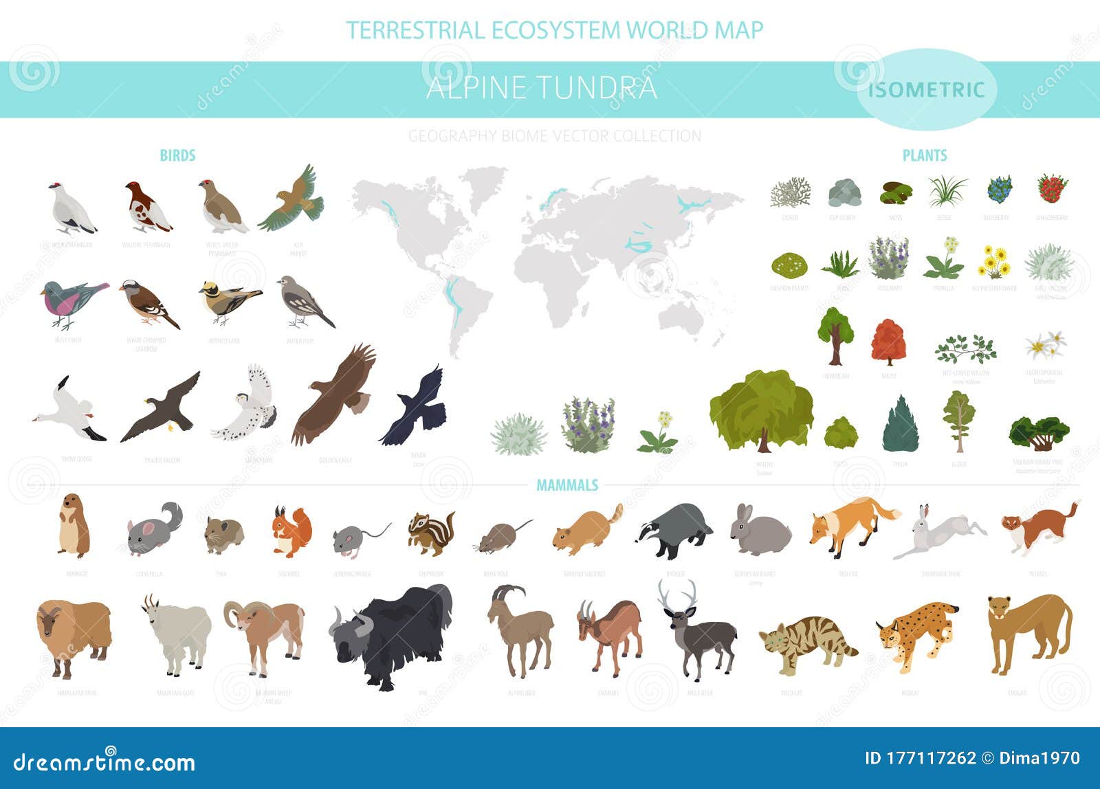 Apine Tundra Biome Natural Region Isometric Infographic Terrestrial Ecosystem World Map Animals Birds And Plants Design Set Stock Vector Illustration Of Icon Marmot 177117262