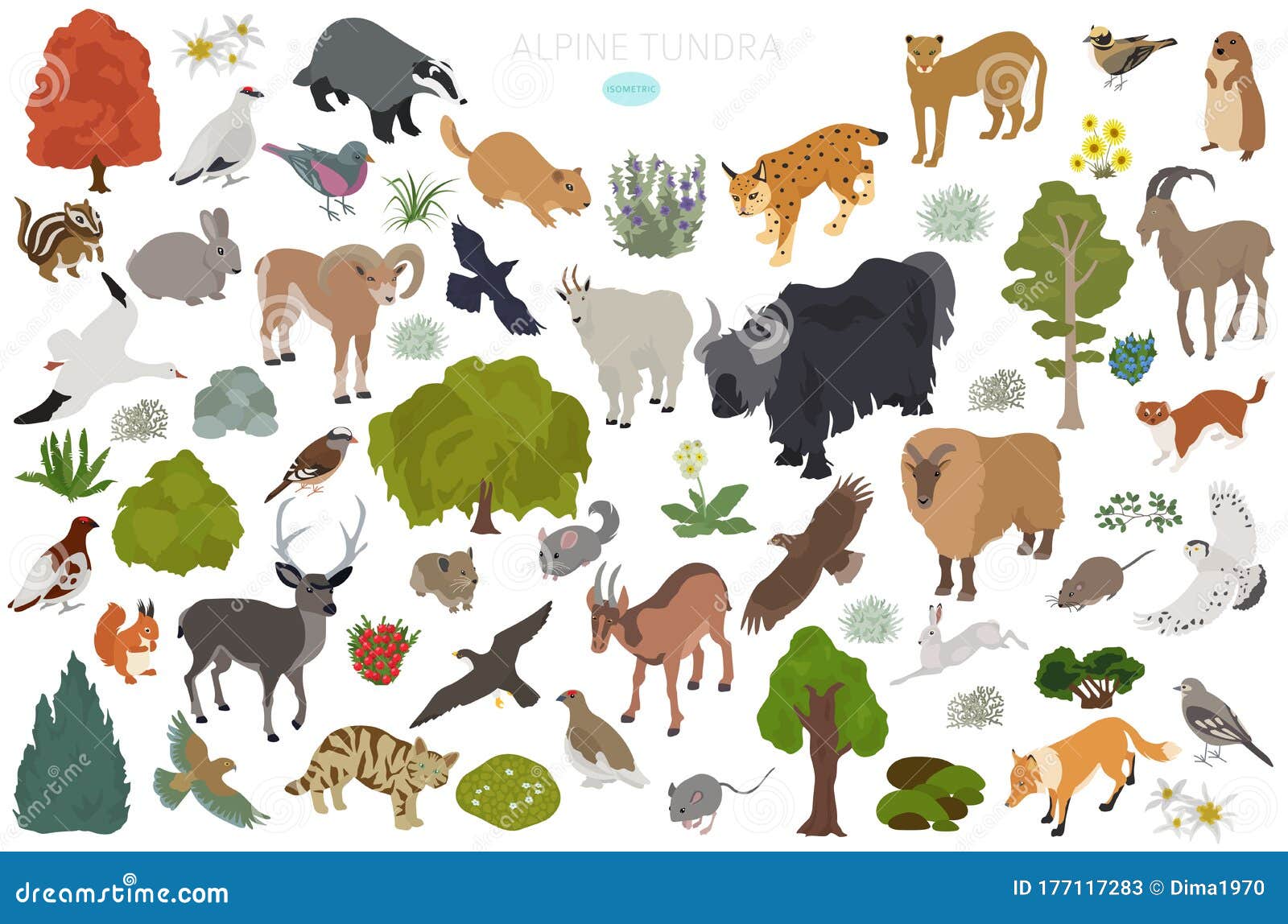 Apine Tundra Biome, Natural Region Isometric Infographic. Terrestrial Ecosystem World Map Stock Vector - Illustration of bighorn, biome: 177117283 Apine Tundra Biome, Natural Region Isometric Infographic. Terrestrial Ecosystem World Map Stock Vector - Illustration of bighorn, biome: 177117283