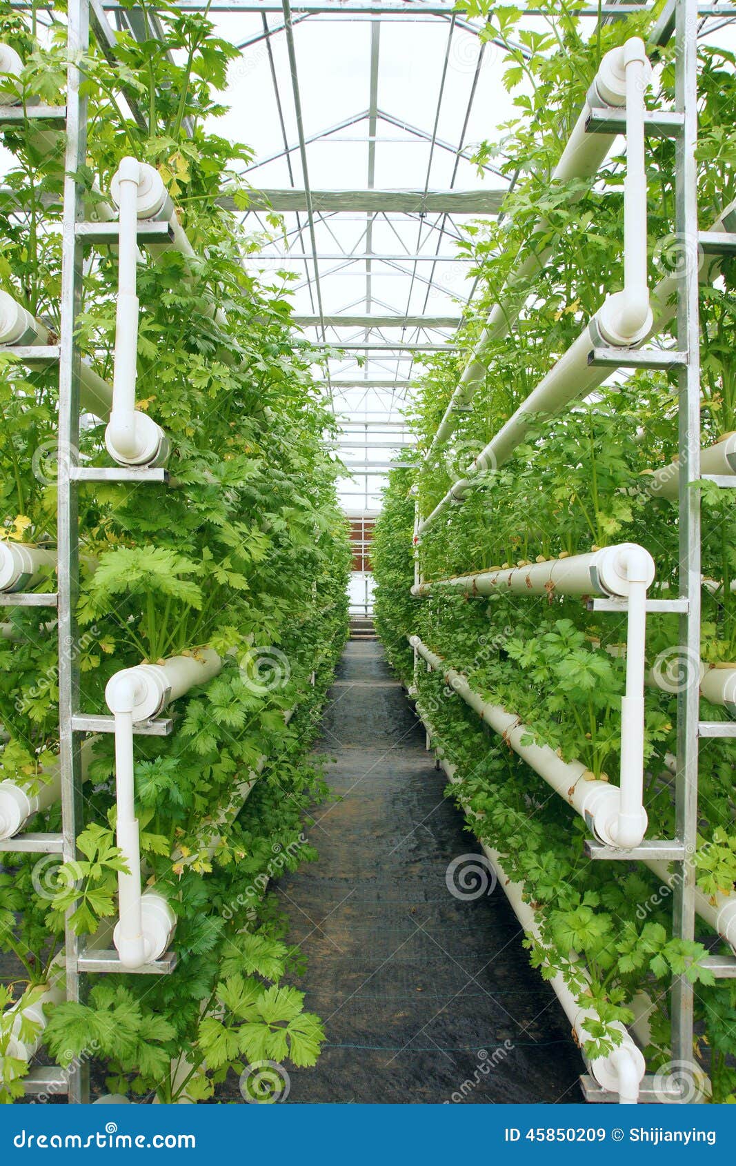 Apio hidropónico imagen de archivo. Imagen de invernadero - 45850209, image size:1067x1690