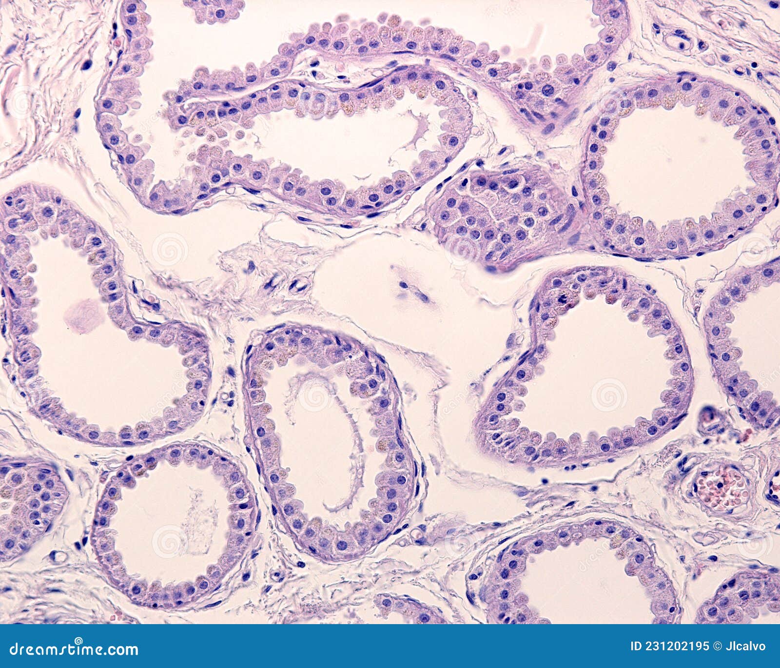 apocrine sweat gland. secretory unit