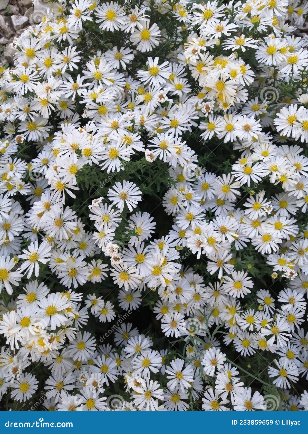 apollo aster bush. garden and vegetable garden, white flowers