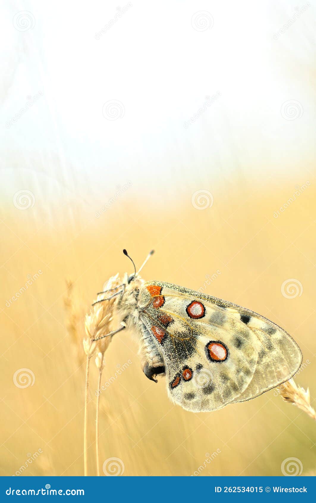 apollo butterfly with red spots