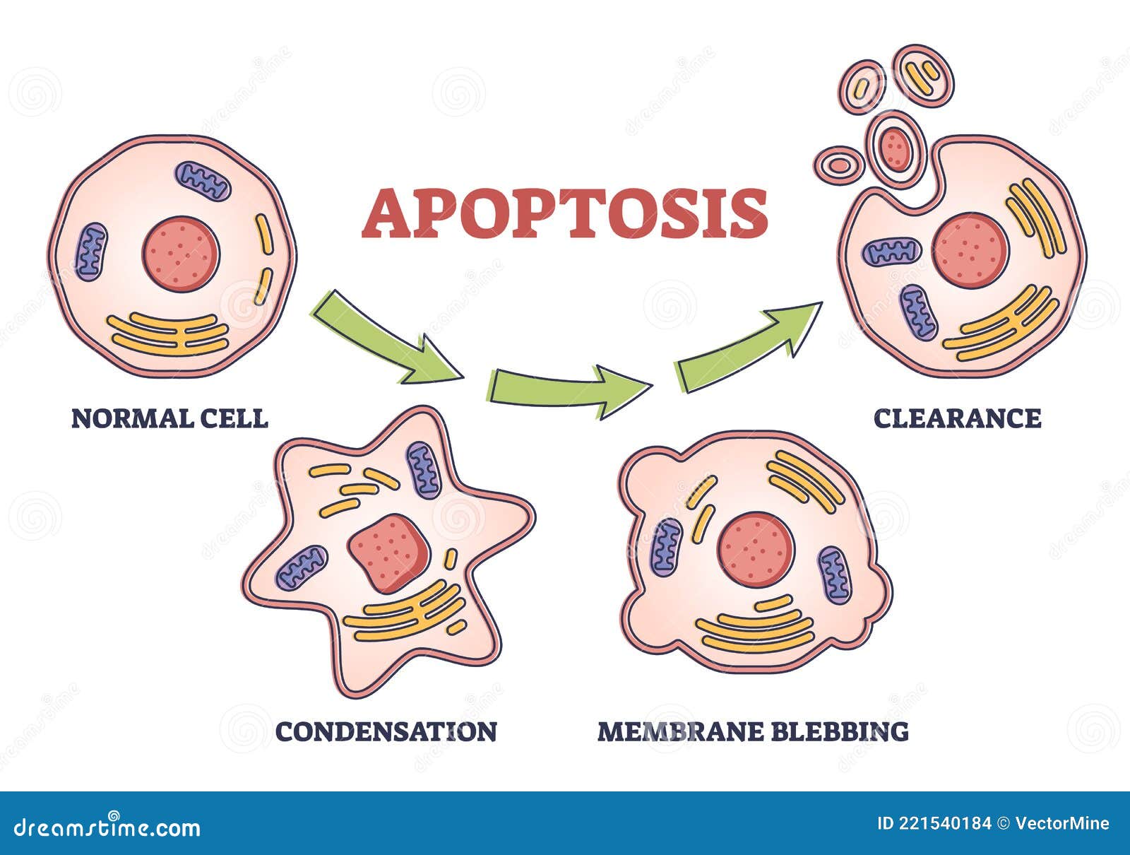 Apoptosis Process Stages As Programmed Cell Death in Labeled Outline