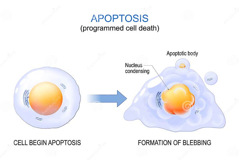 Apoptosis Programmed Cell Death Stock Vector Biology Diagrams