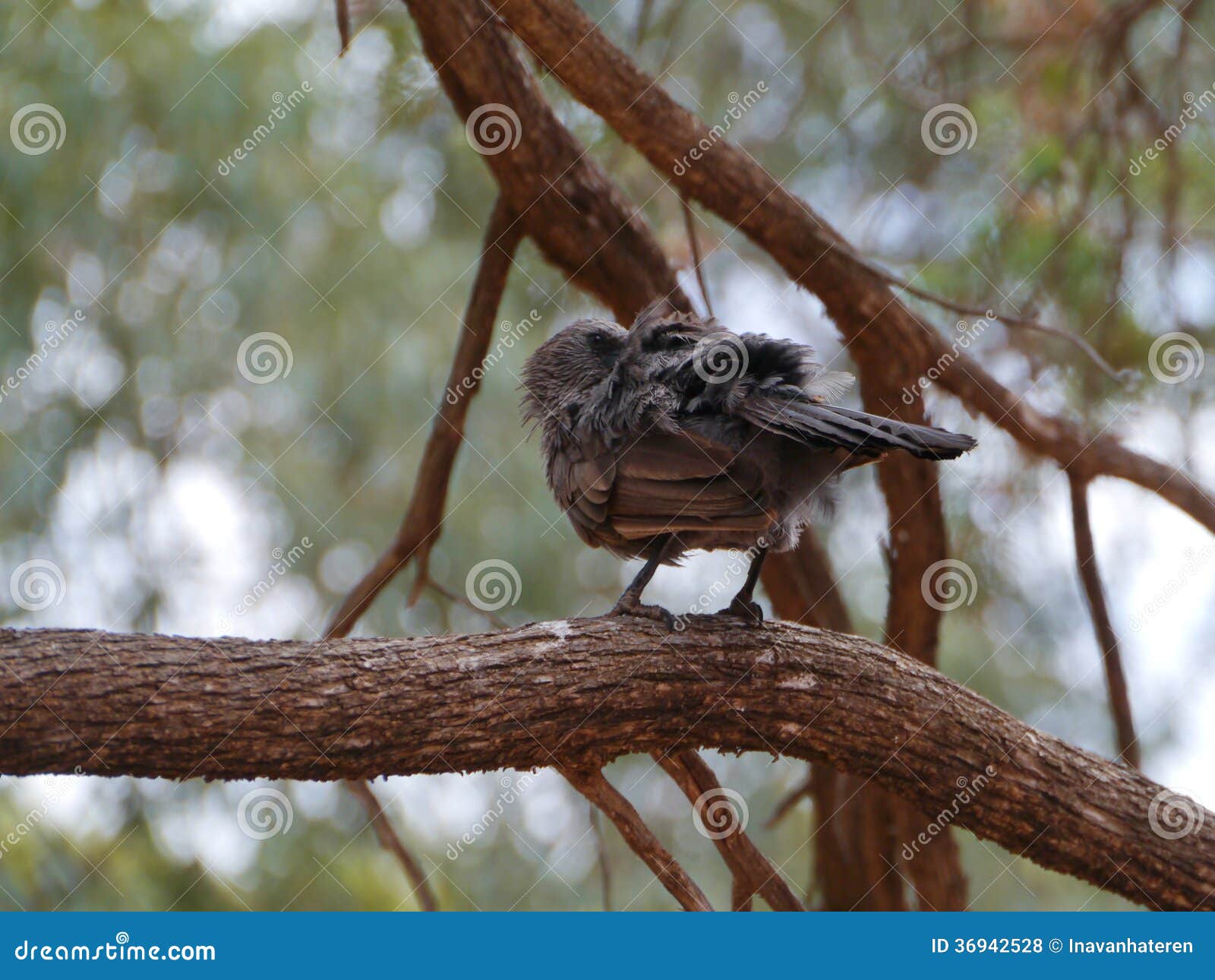 apostlebird or grey jumper in australia