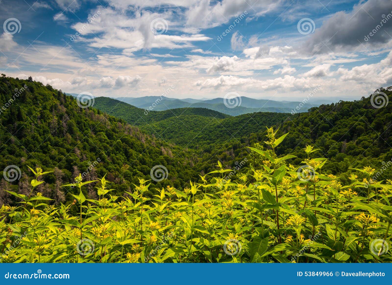 Appalachen-Sommer Asheville Nord-Carolina Blue Ridge. Nord-Carolina Blue Ridge Parkway Landschaftsphotographie Appalachen-Sommer-Ashevilles