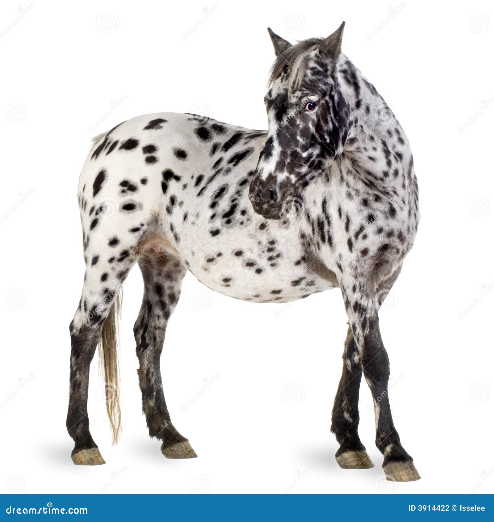 Appaloosa horse stock photo. Image of grey, gray, appaloosa 3914422